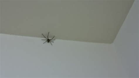 房間有蜘蛛代表什麼 空劫夾疾厄宮